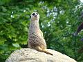 2009-0805-1530-Meerkat_London_Zoo-27C